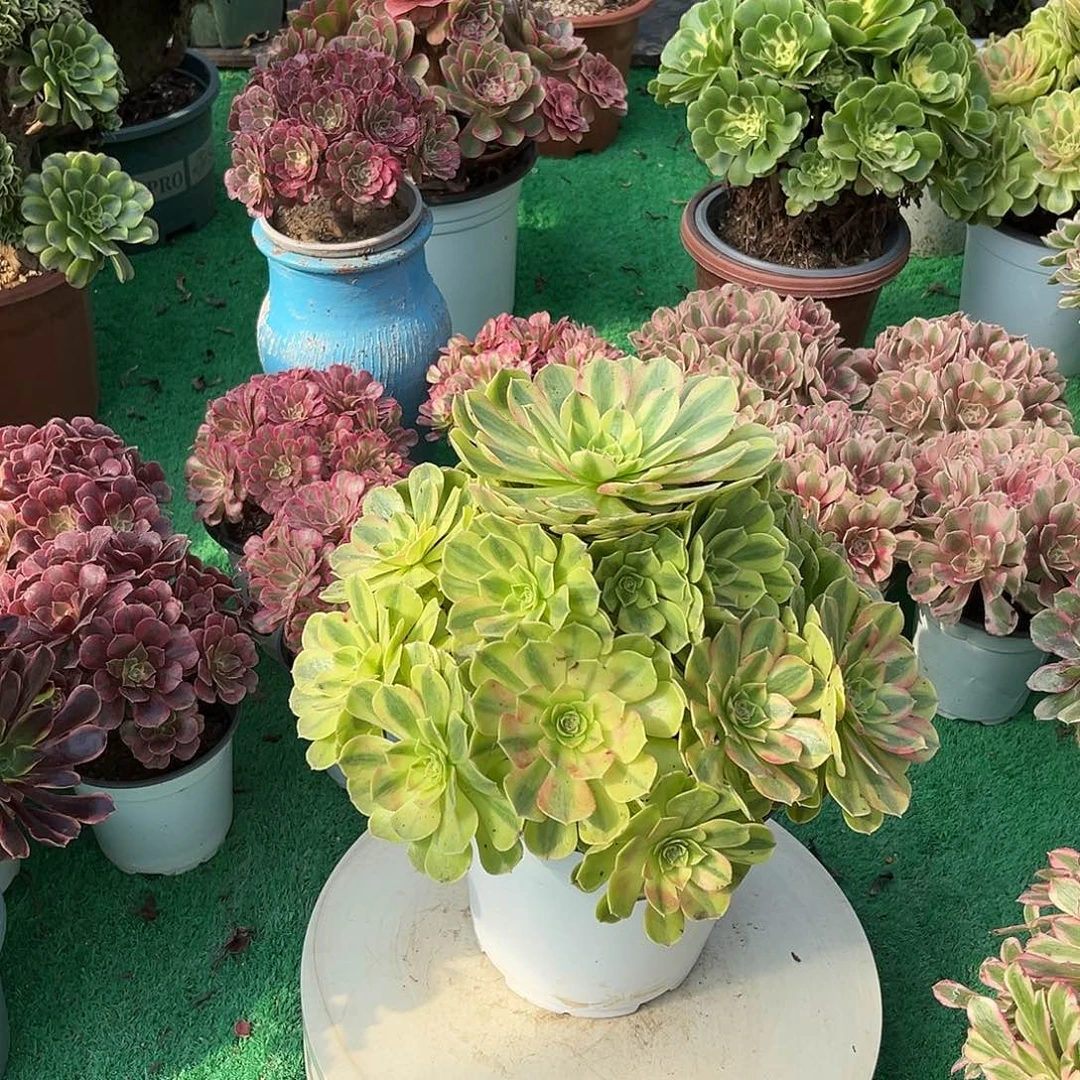 雨荷法师多肉植物漂亮