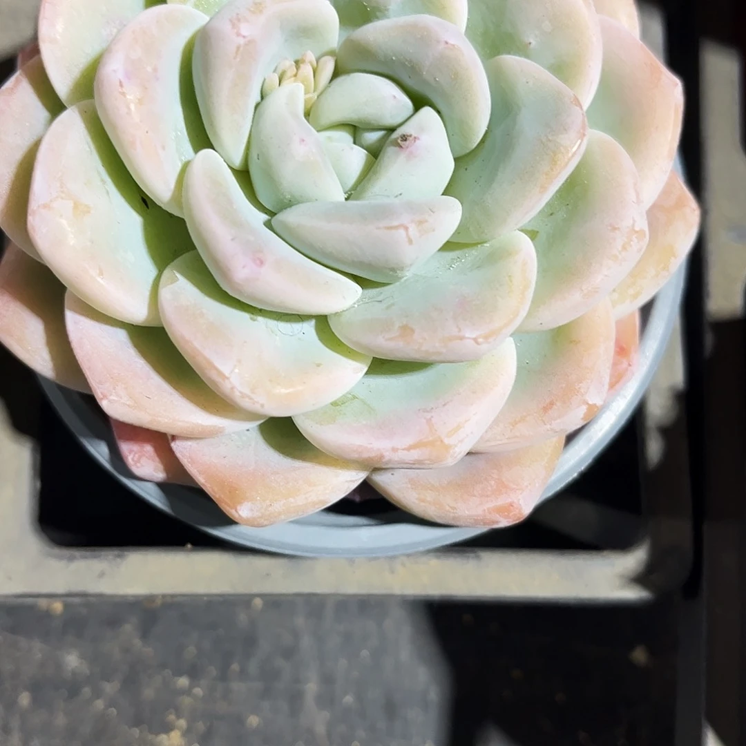 大***猫15多肉植物提取萃取剂中添加