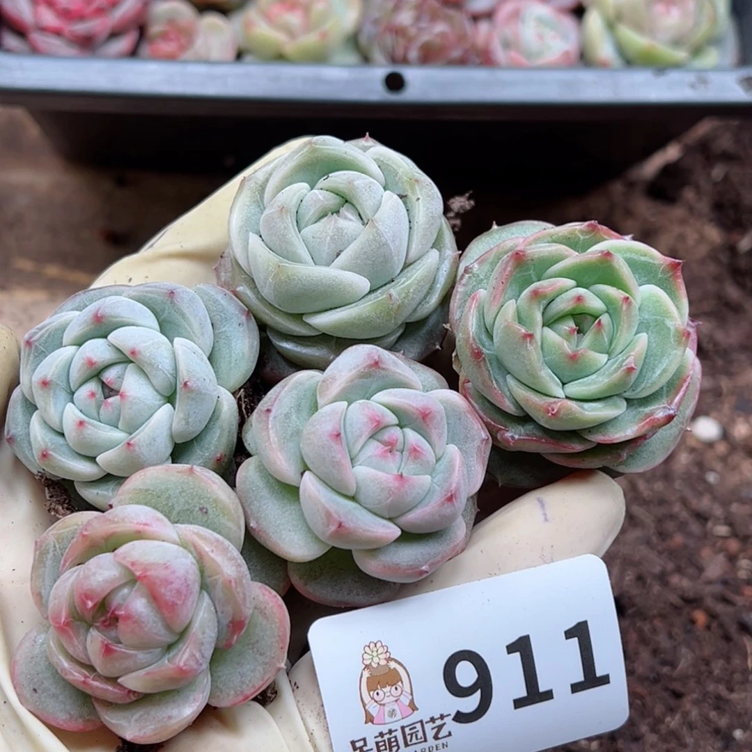 『***』多肉植物多肉植物