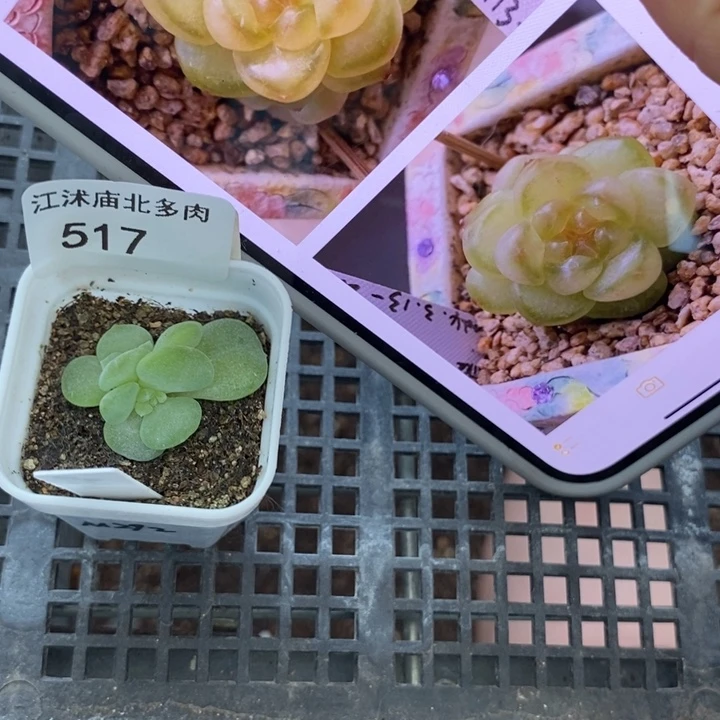 标签517熊猫m292一个多肉
