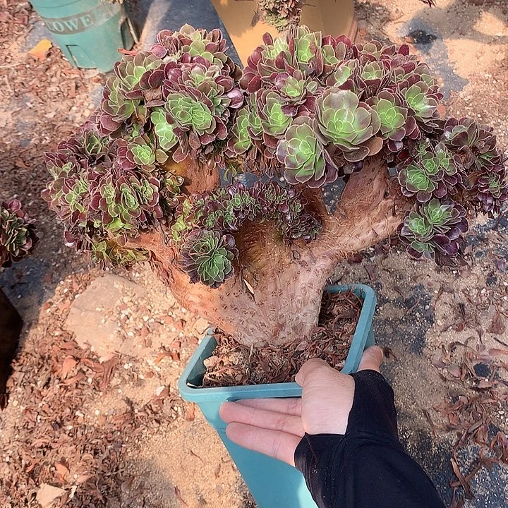 欧朵朵脱土发货啊