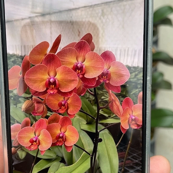 完全开放处理落日宝珠（霞光）根少请凑单