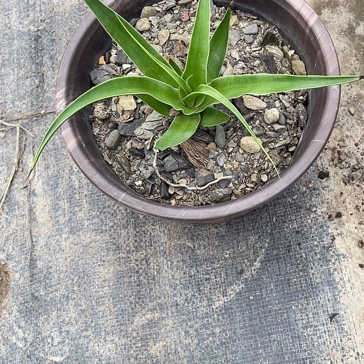 无****无花朵龙舌兰绿色植物