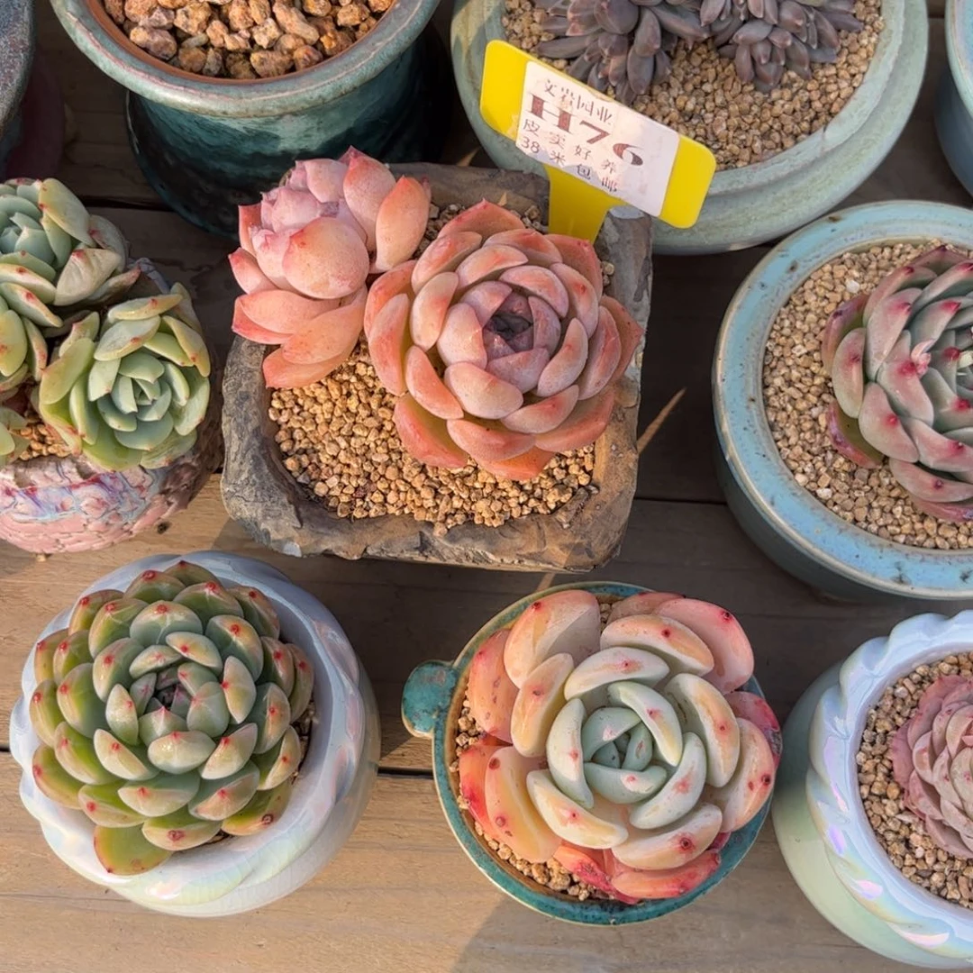 绽**球多肉植物11111纯爱
