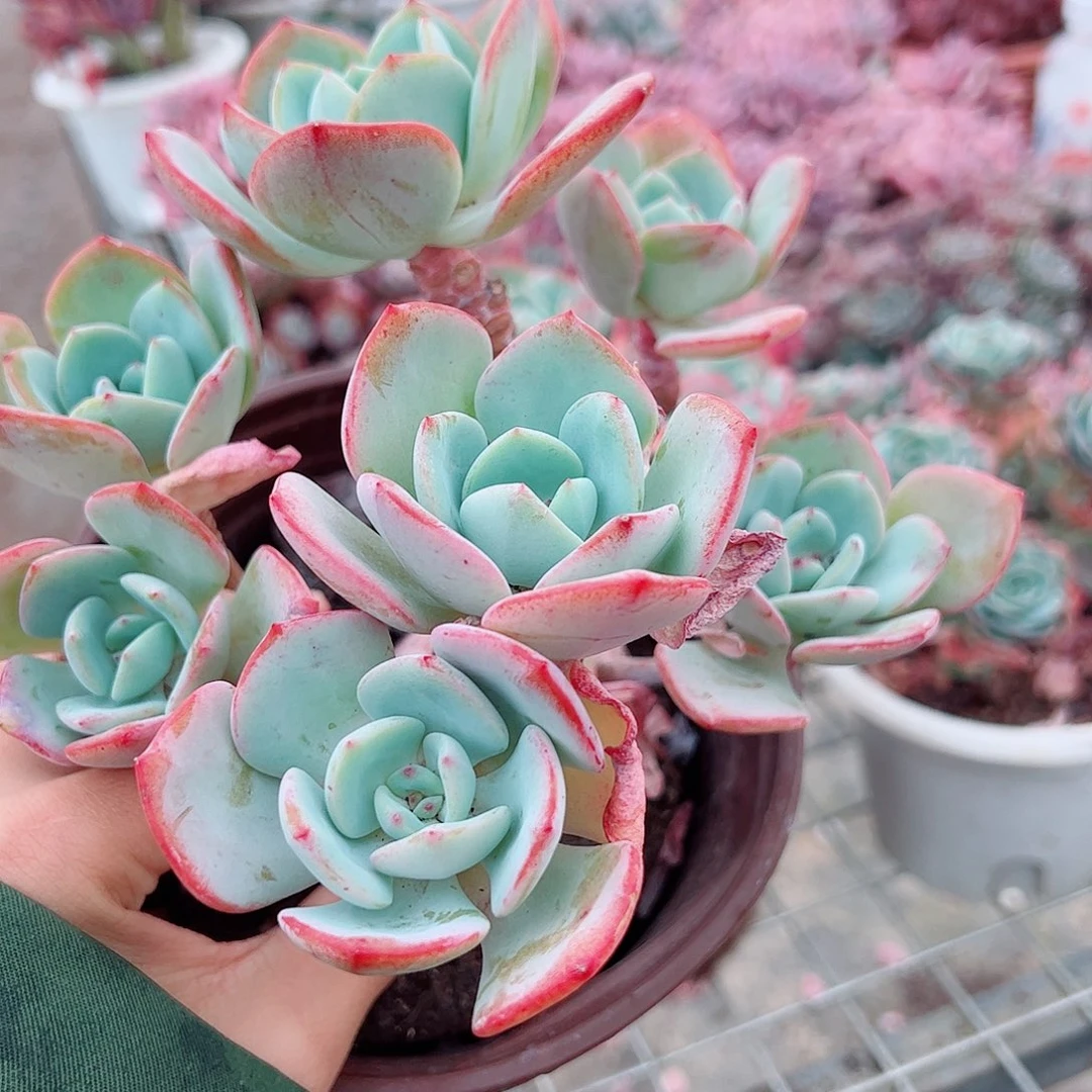 白月光多头造型精品大长腿