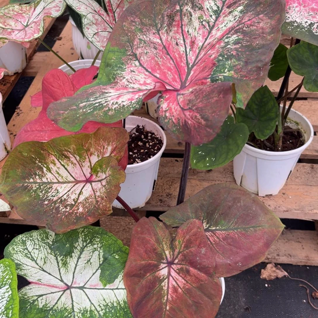 无花朵喵**?莫尼卡