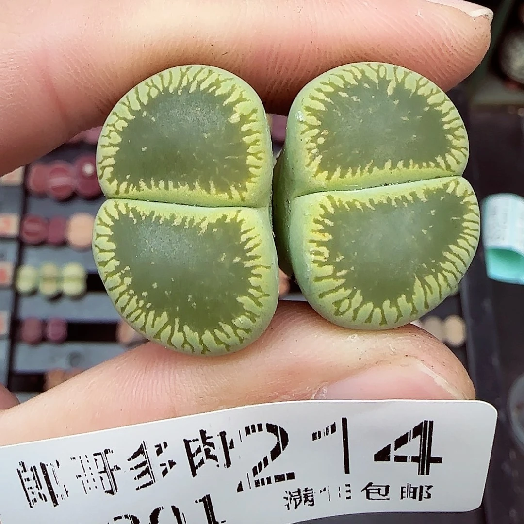 满满18包邮1201-214