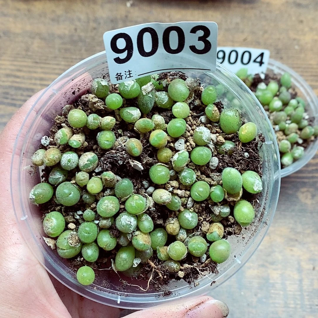 9003毛翠滴啊啦啦