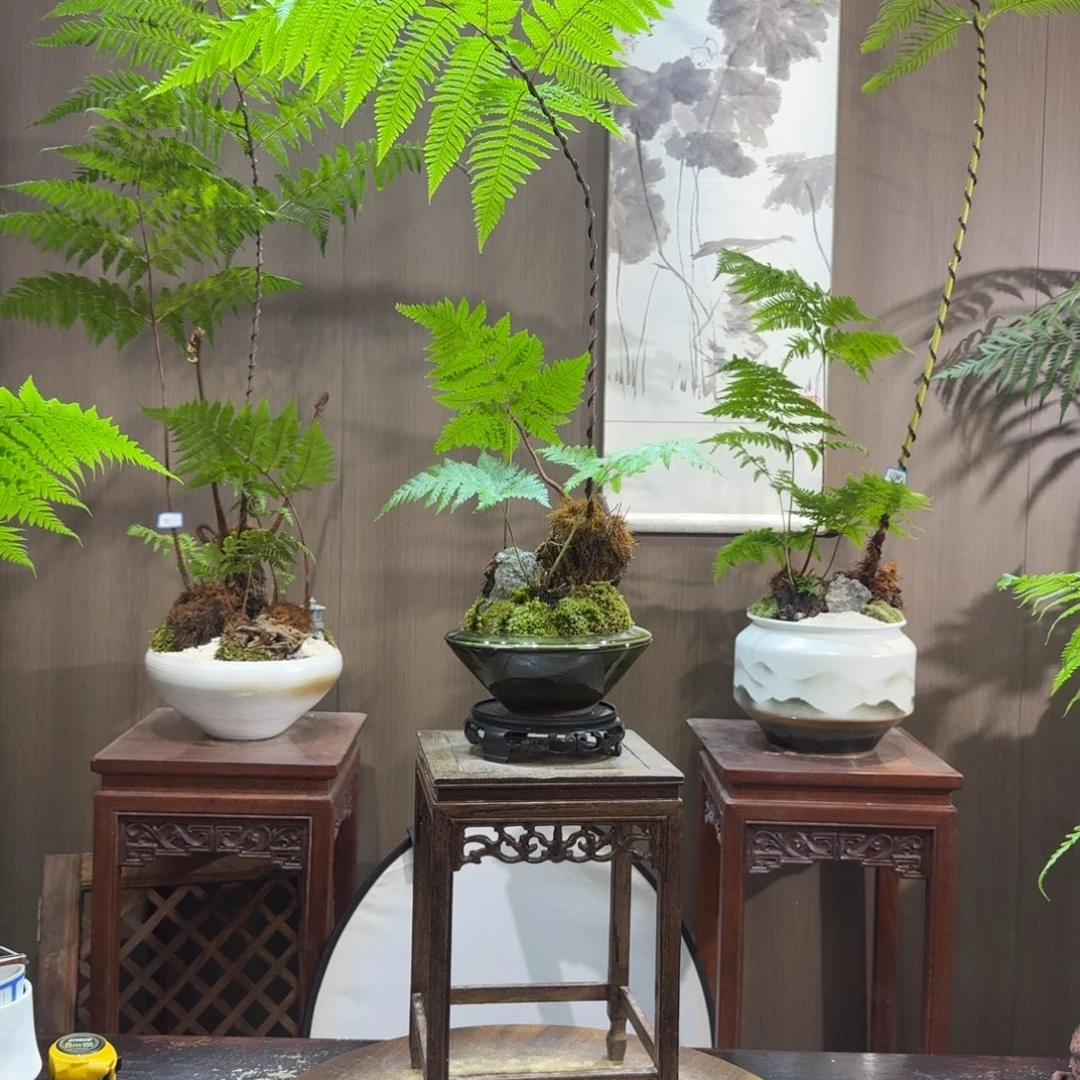 洋****无花朵蕨类植物一物一拍