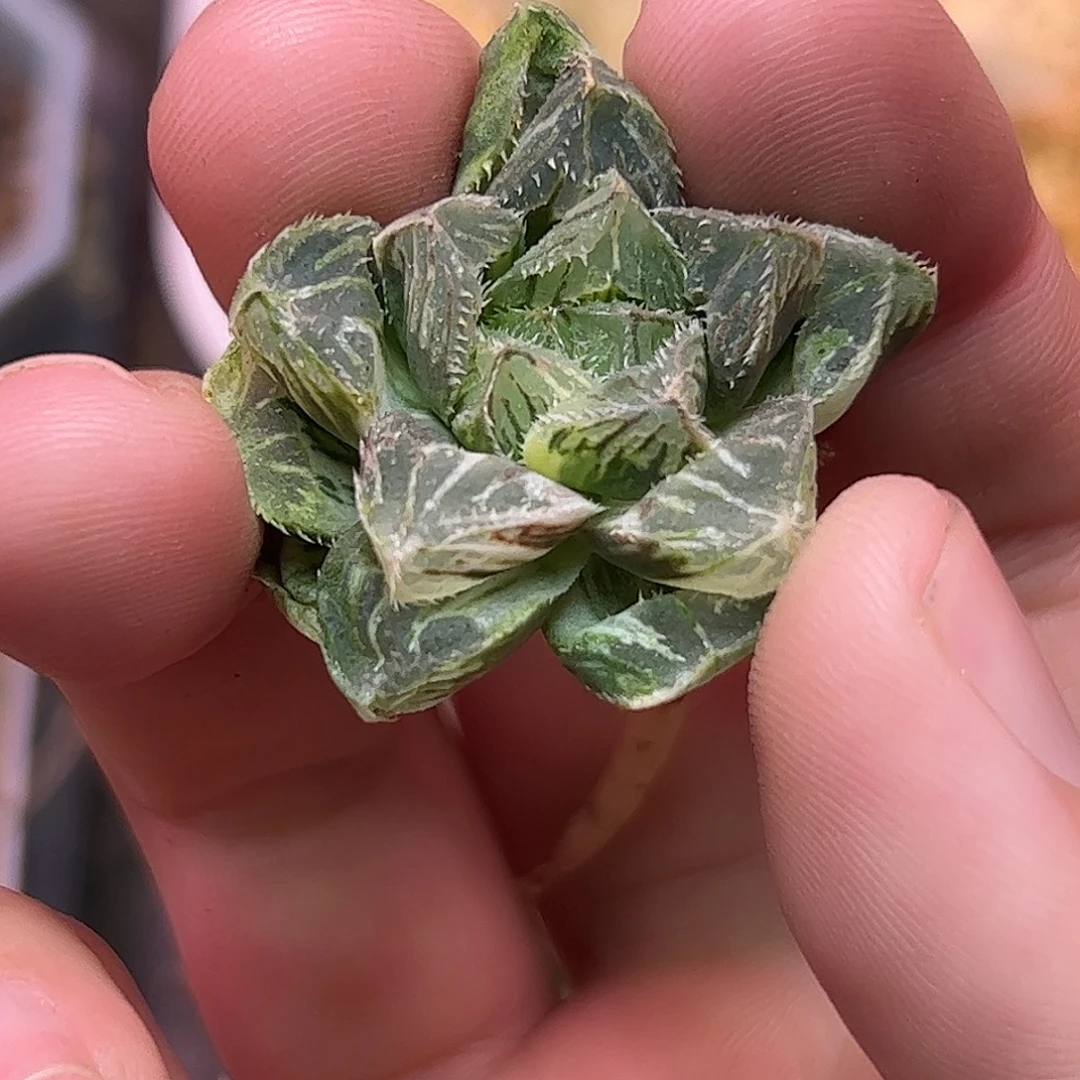 锦***运粉黛锦十二卷多肉植物园