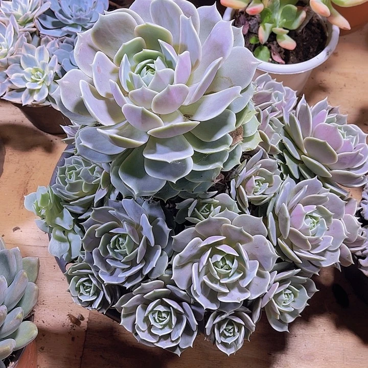 海**步000000000000000015