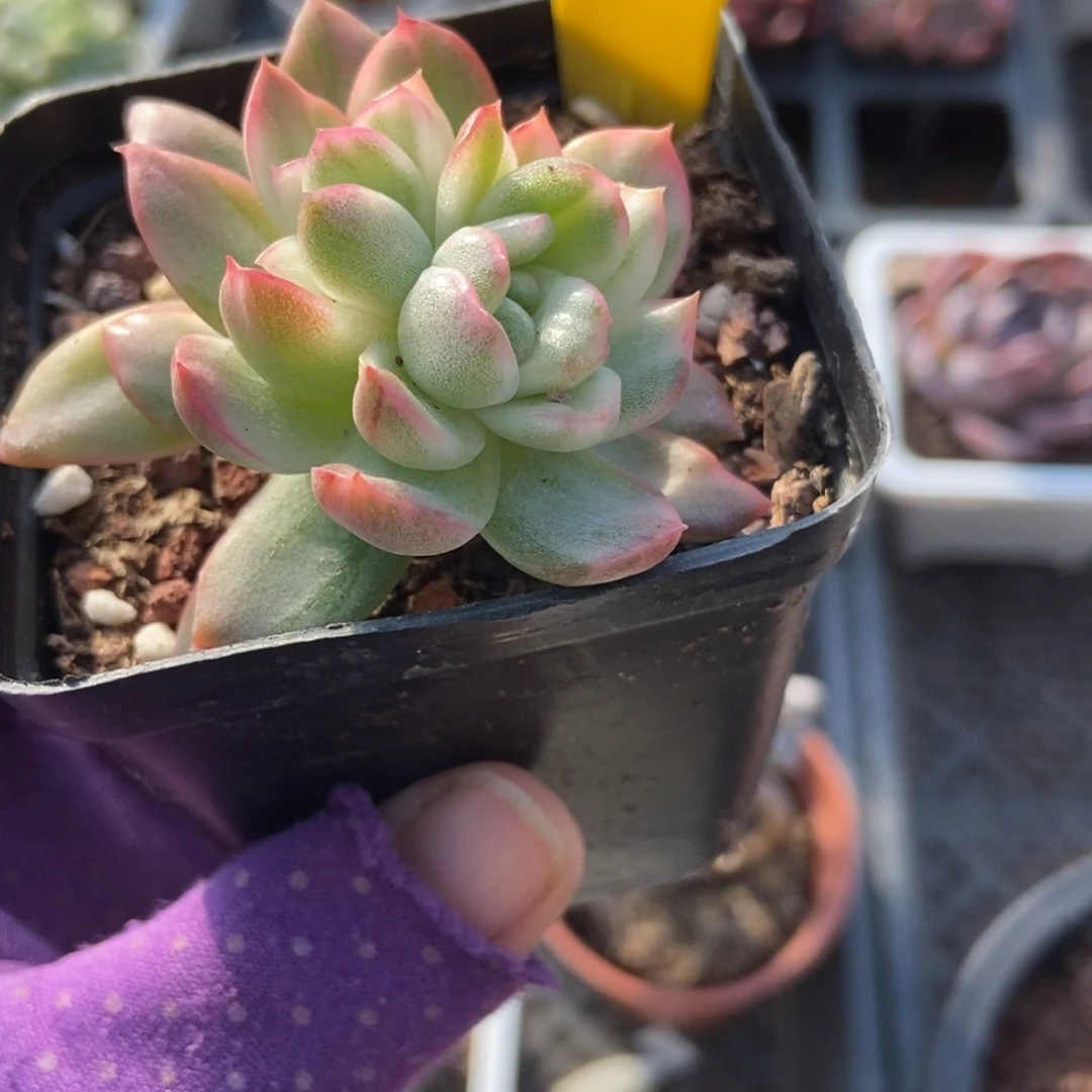 717水晶玫瑰锦多肉