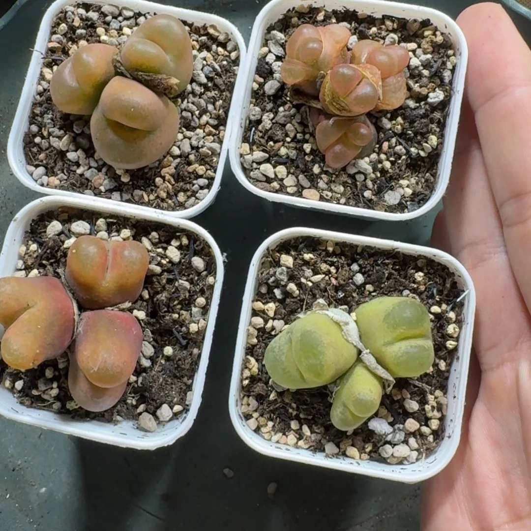 小**宝486。毛毛4颗。两颗有点瑕疵