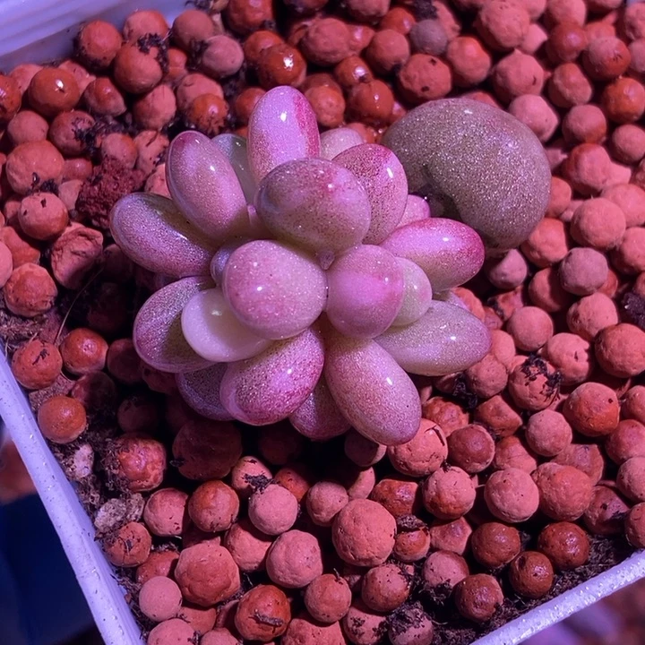 桃蛋锦多肉植物多肉