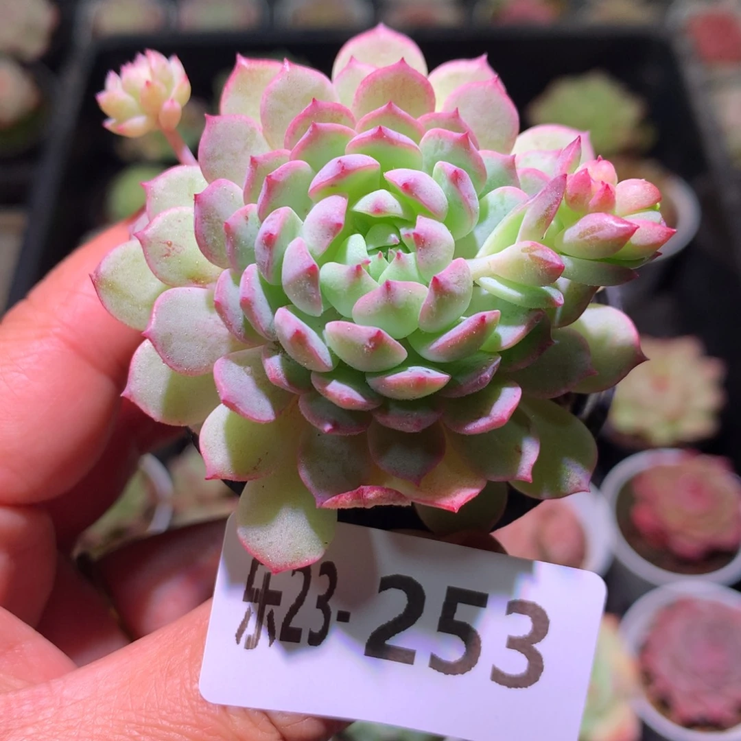乐然23-253 小粉梅
