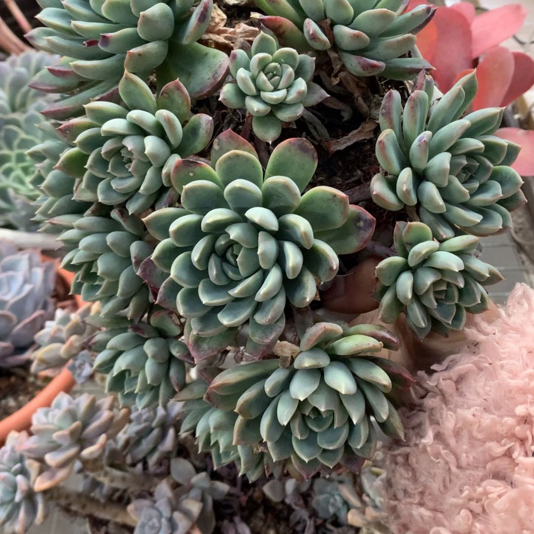 男****享迈达斯国王多肉植物