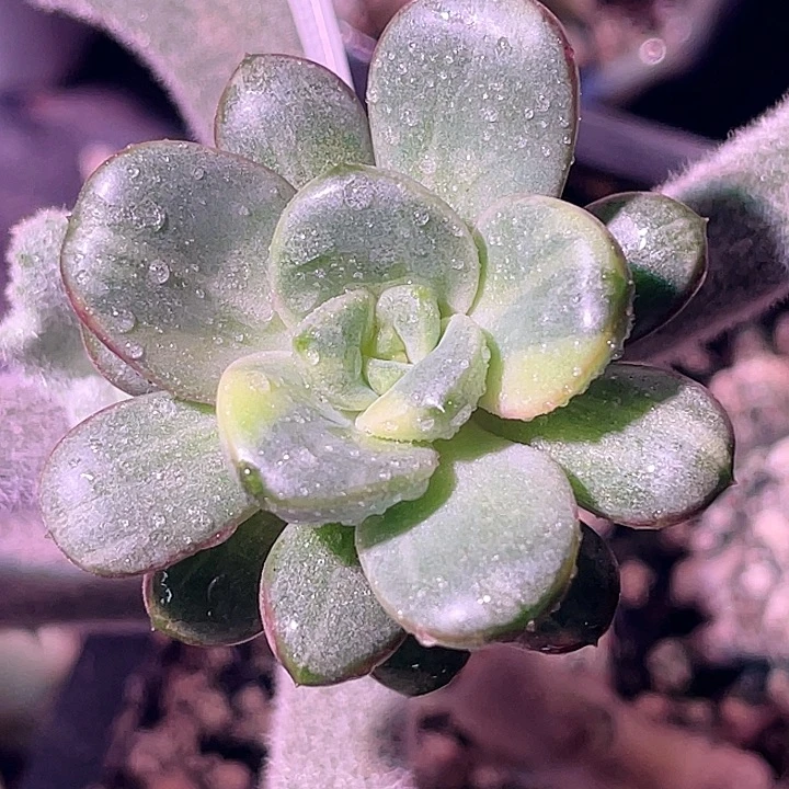 尚品福利葡萄锦头盖