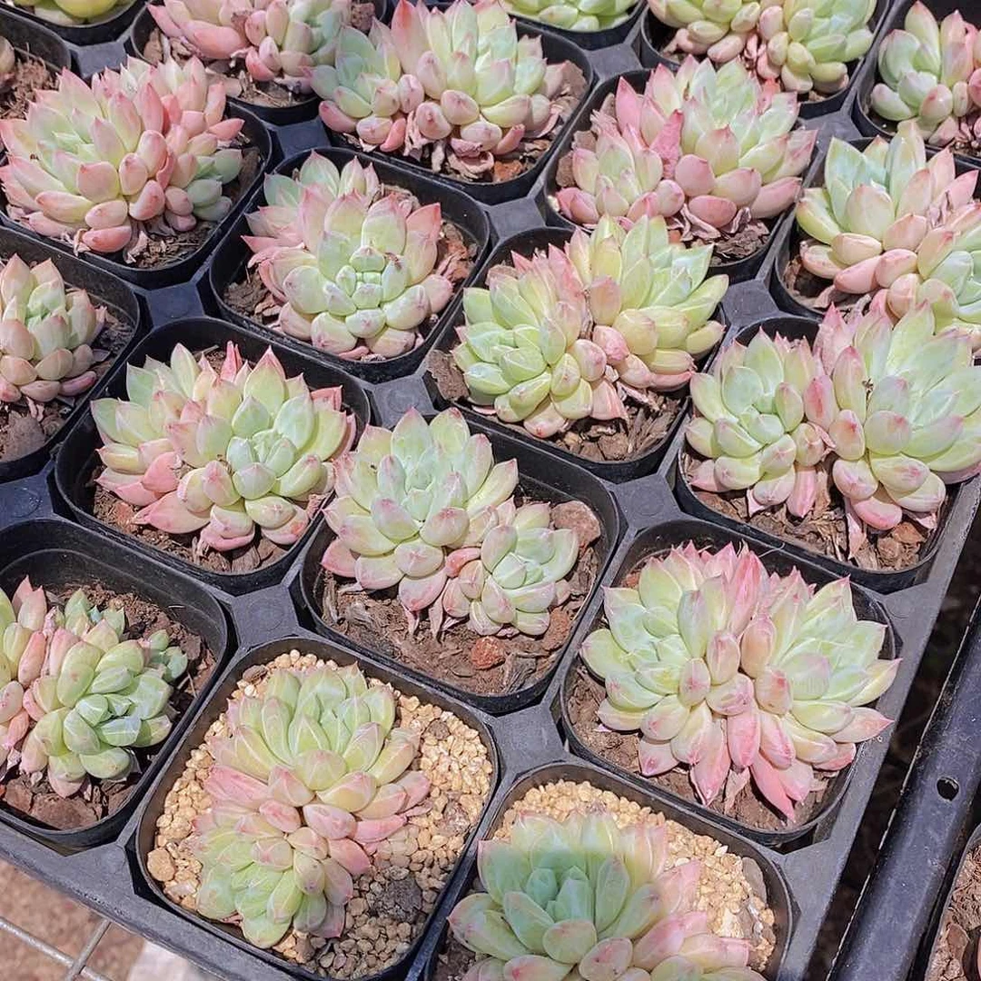 0524- 梅花烙双头一颗 量拍