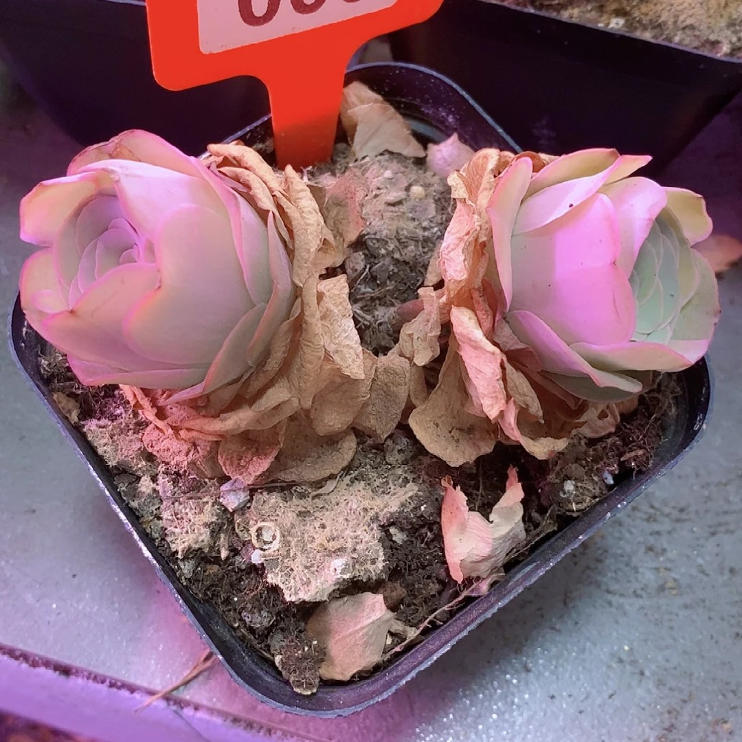 酒杯双头一物一拍003