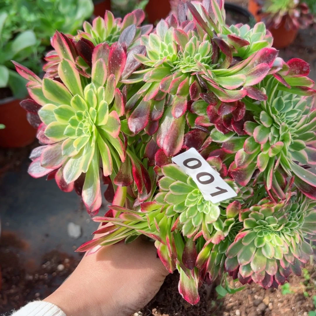 1号多肉植物法师新年福利来啦