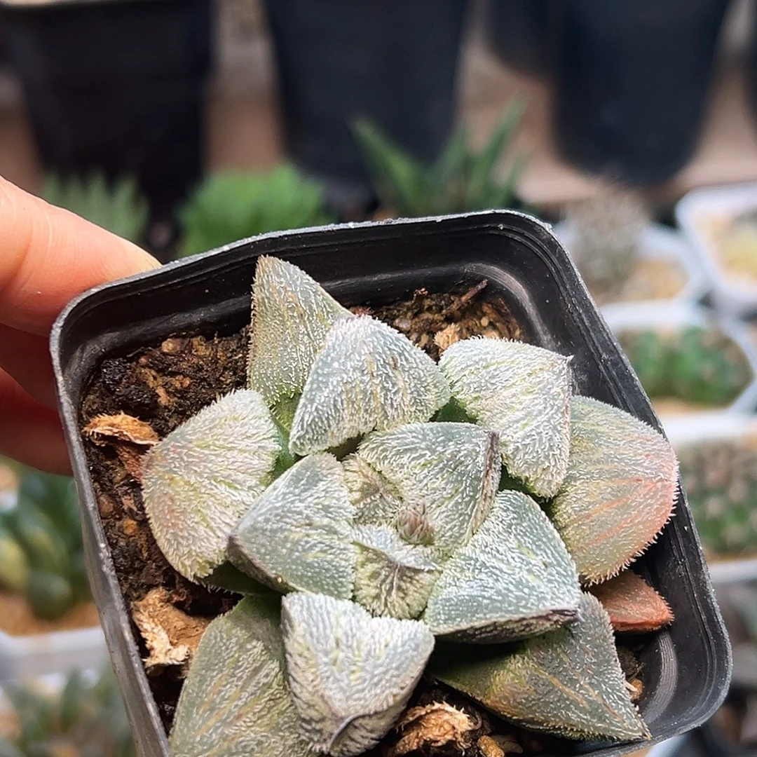 大瓣长毛寿一颗