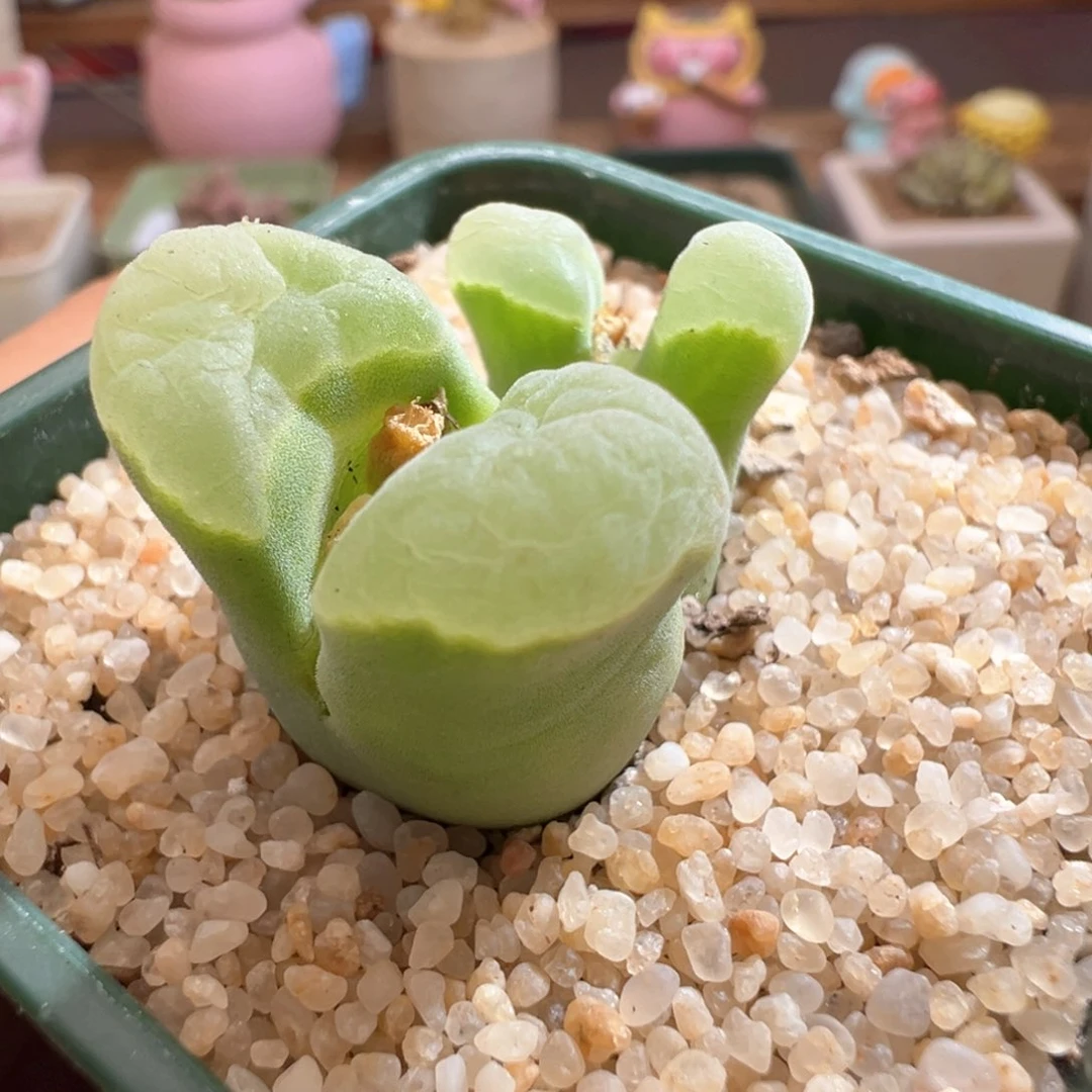 293。青蛙优选2151母本