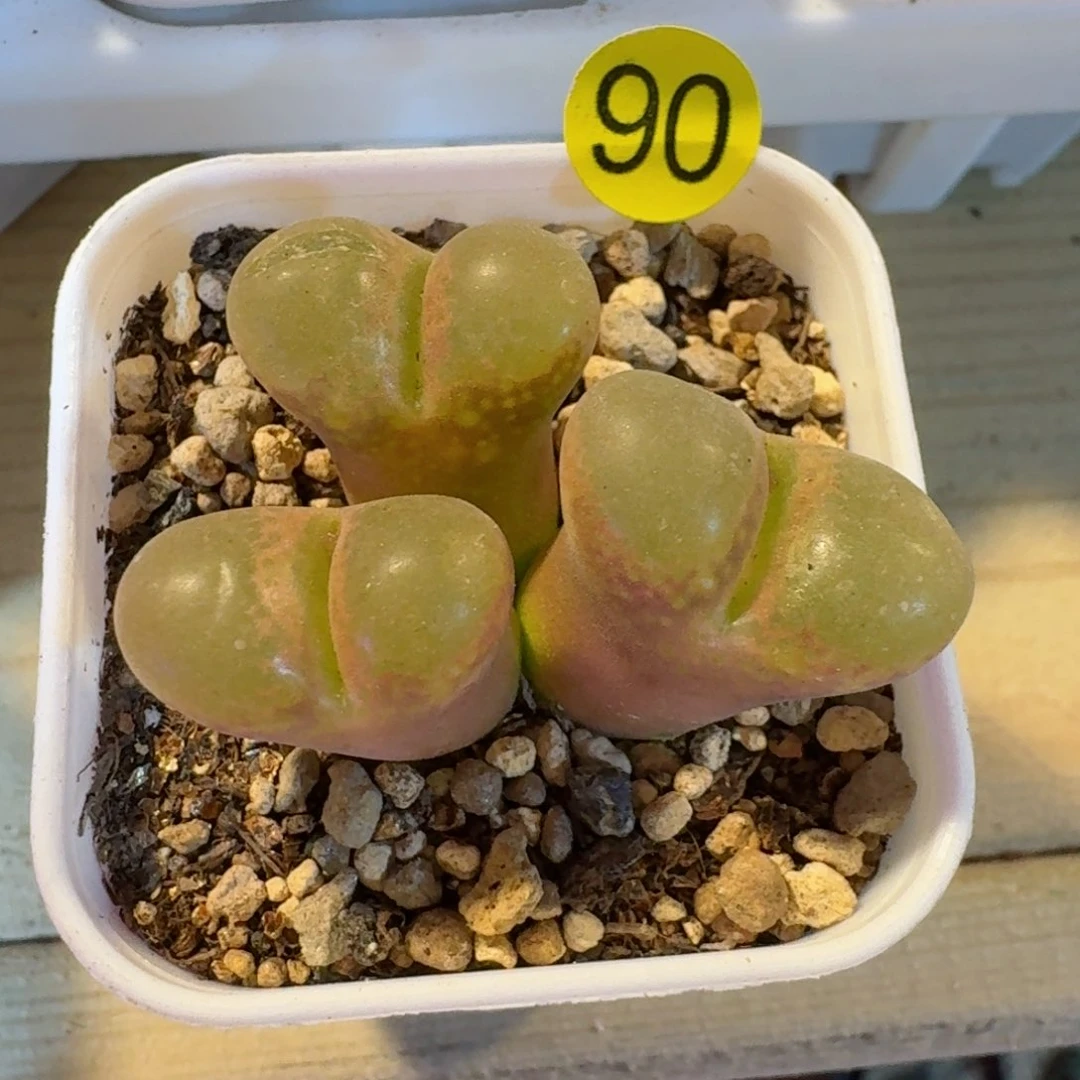 ꧁****90............多肉.....