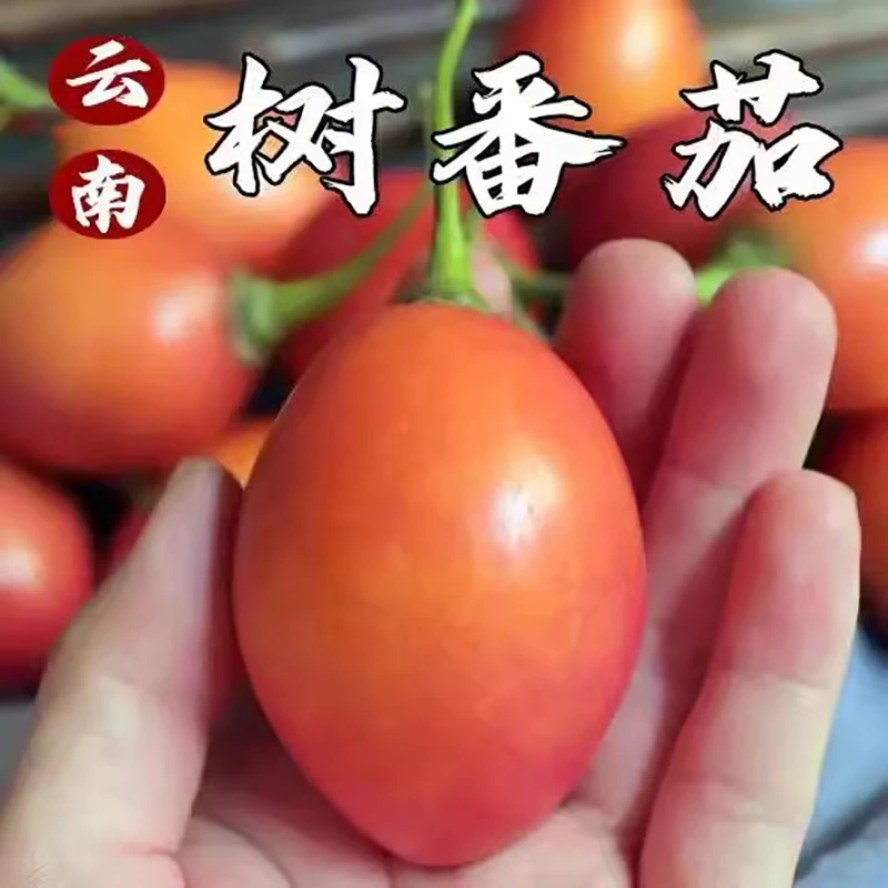 云南新鲜大树番茄树酸茄鸡蛋果新鲜凉傣味凉拌原生态水果新鲜蔬菜