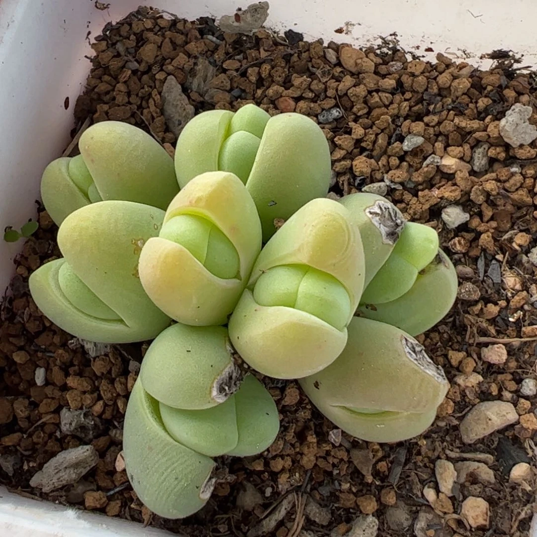 特价粉拳头多肉植物百科