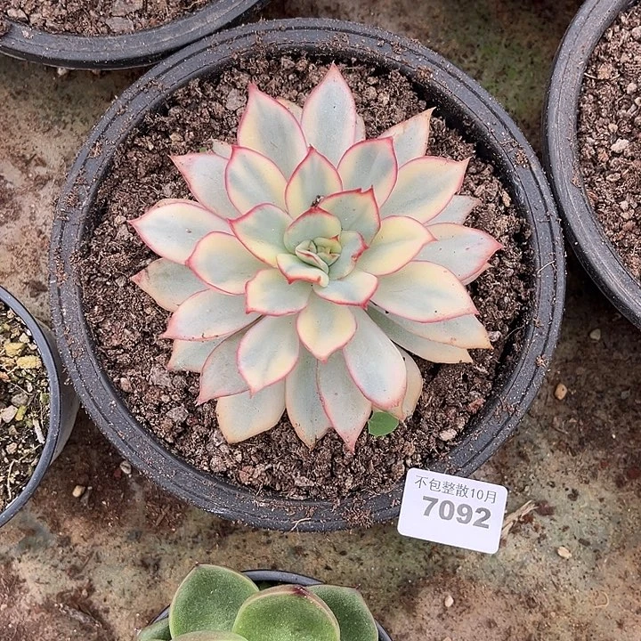 阿雅园艺。        7092月光女神锦