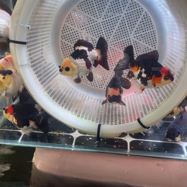 金鱼玛丽金鱼链接