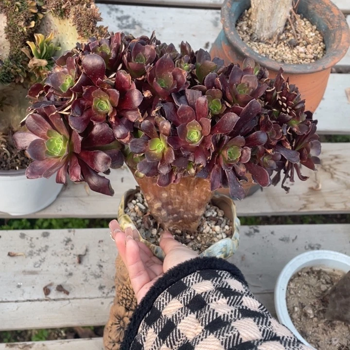 多肉葡萄等经济果品中具有优良特性