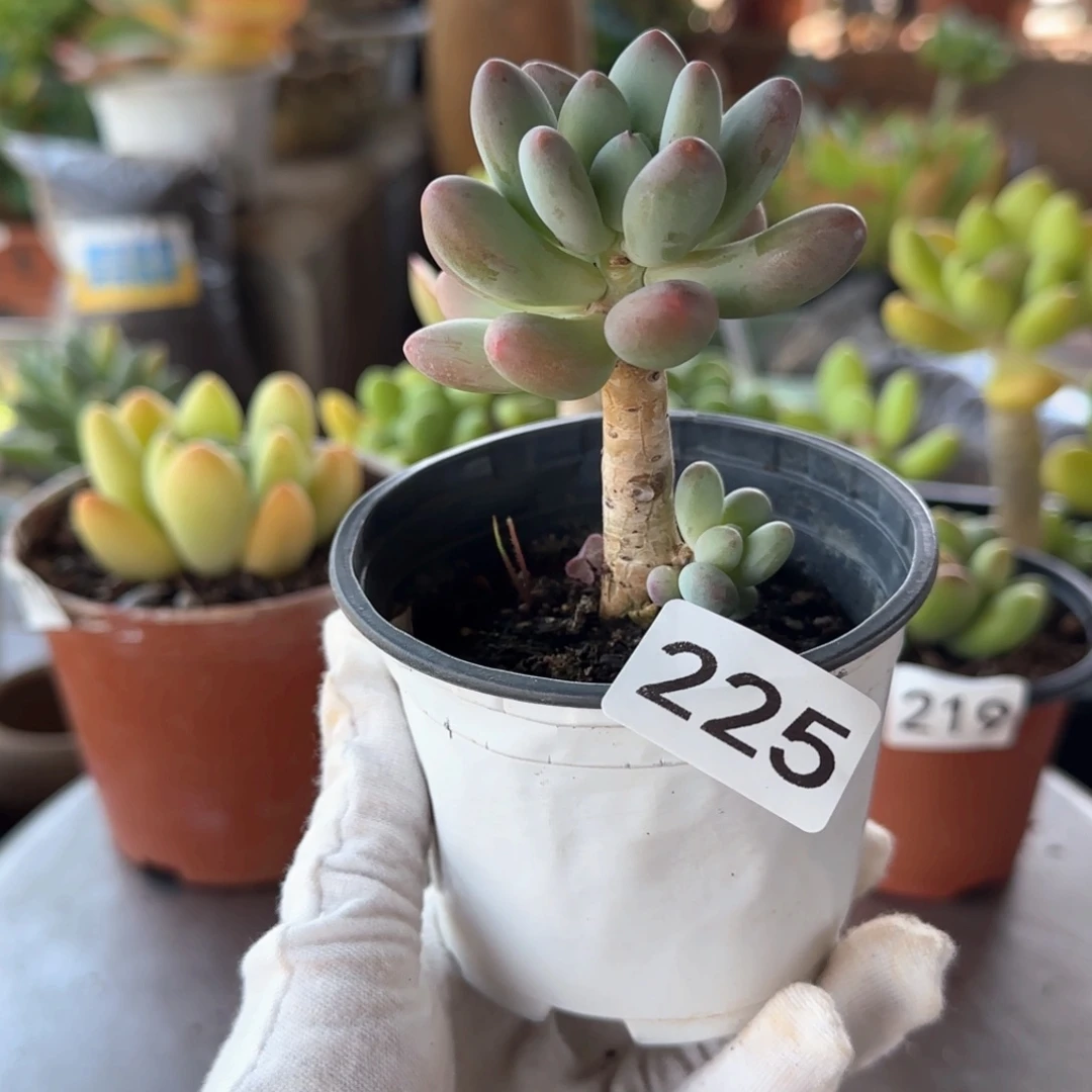 225号 一物一拍 一物一拍