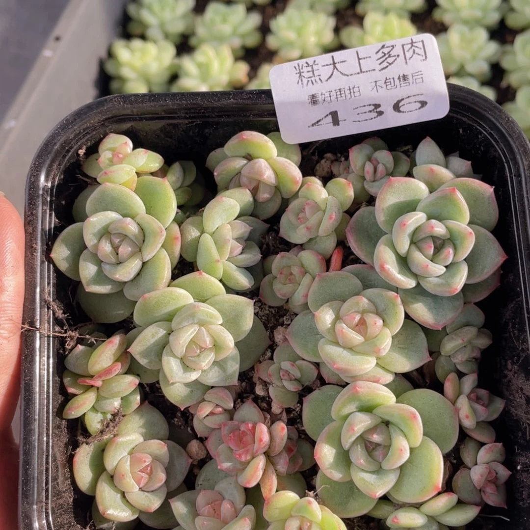 云糖心多肉植物436