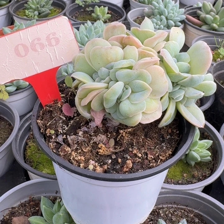 可爱玫瑰缀化066多肉植物