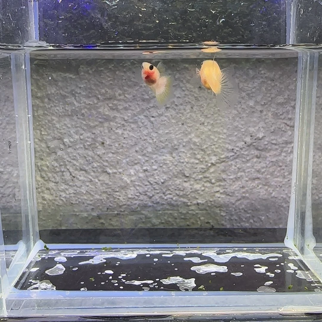 黑玛丽鱼幻彩一对