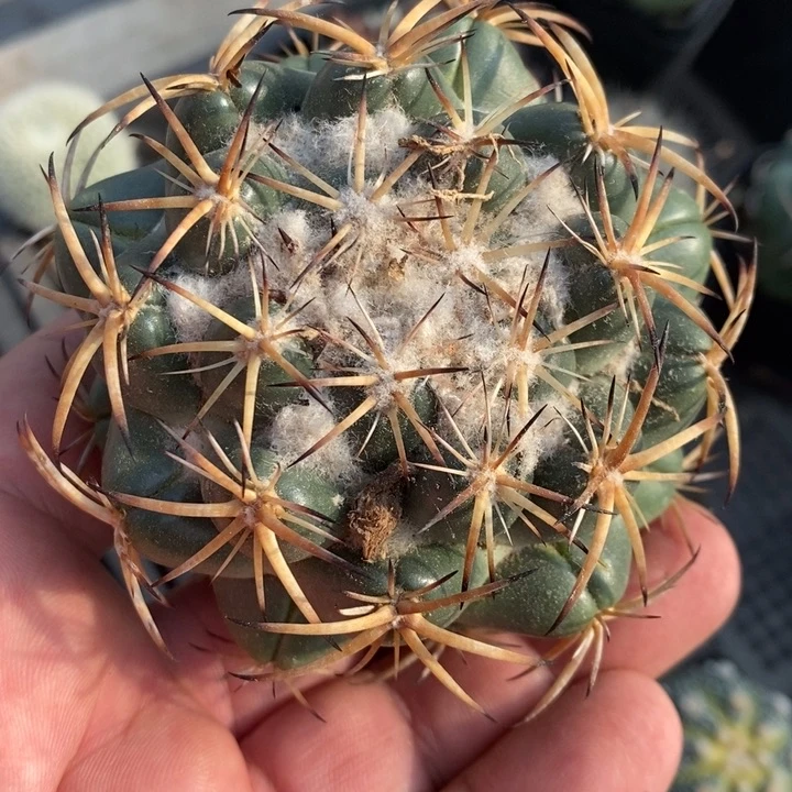 实生天丝象牙特价