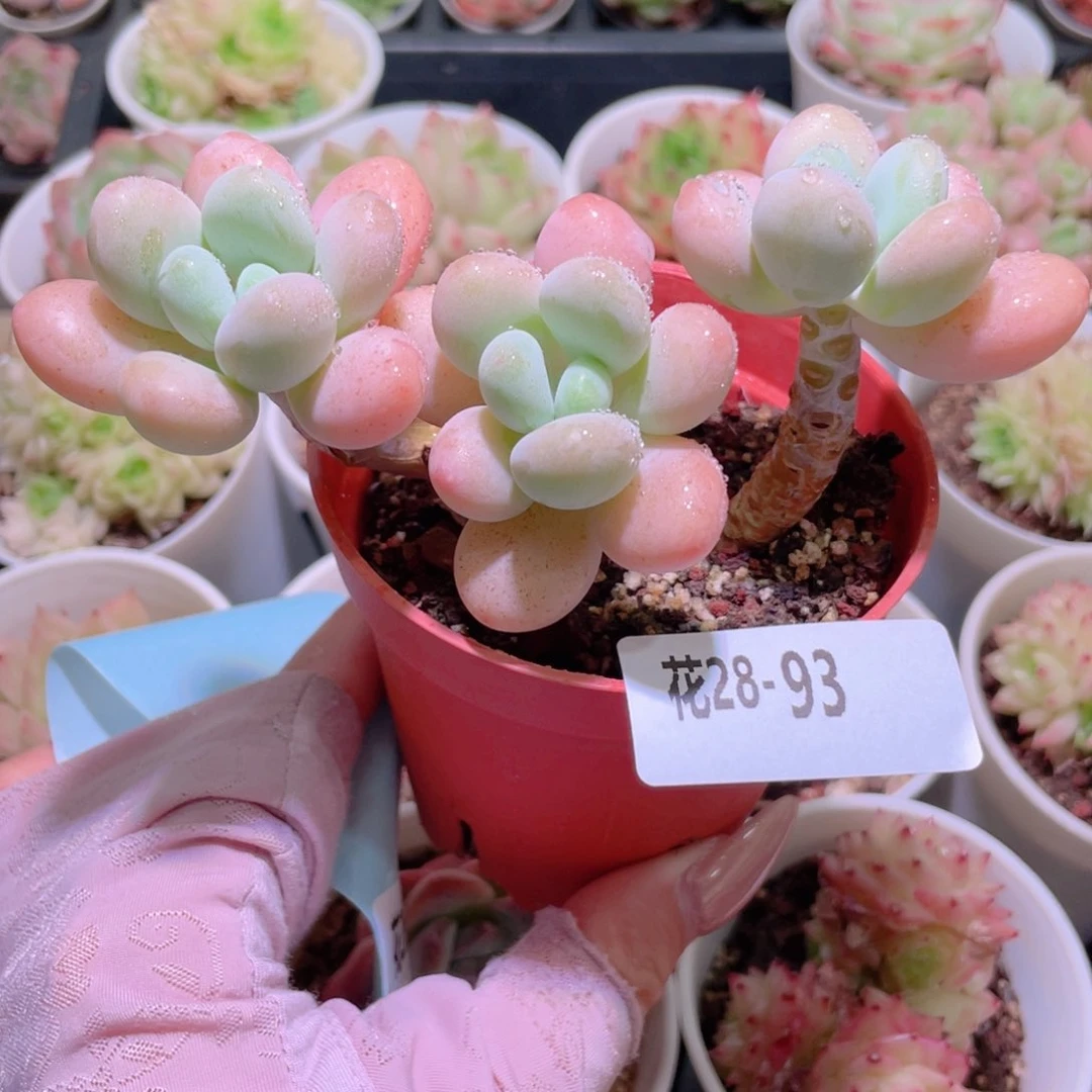 花利美28-93洛神群