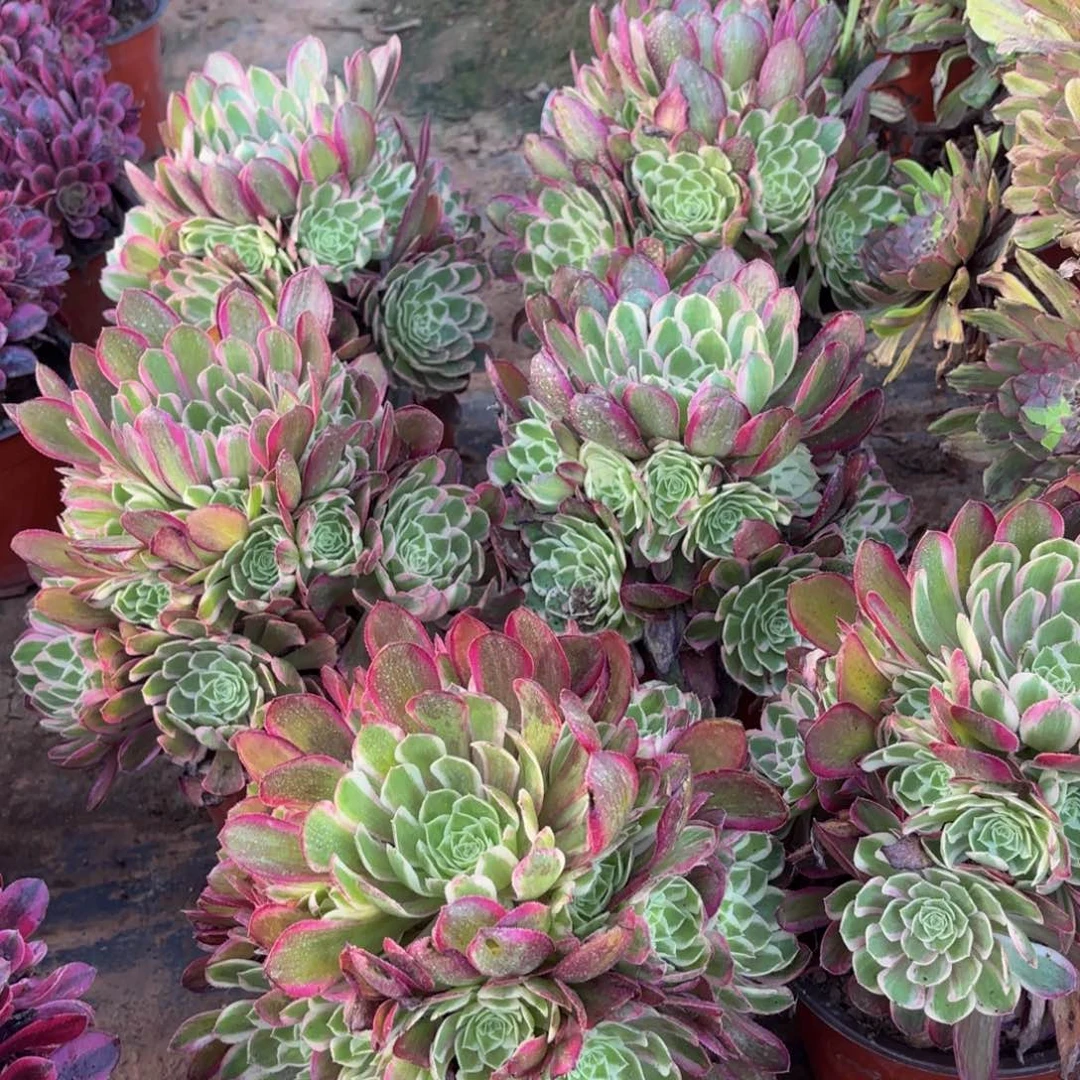 孔雀翎9.9多肉植物