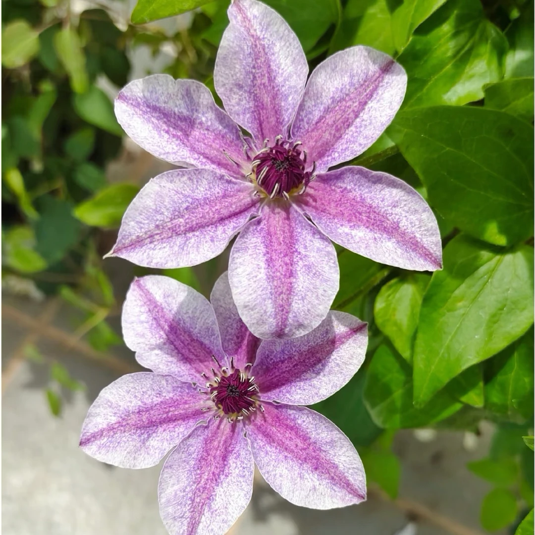 【美好祝福】铁线莲重瓣爬藤带花苗攀援庭院花卉盆栽地栽观花植物室