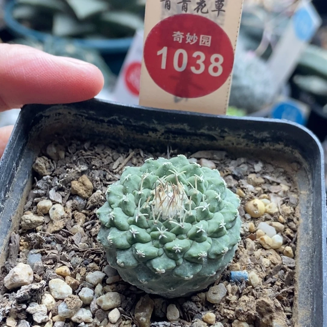 实生母本小尤菊水2.9cm