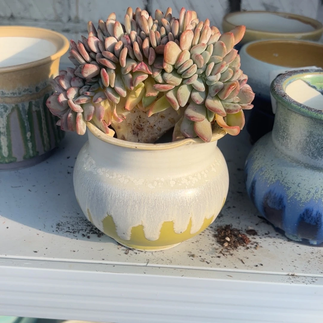 静***开玛瑙缀化带盆黄色花边