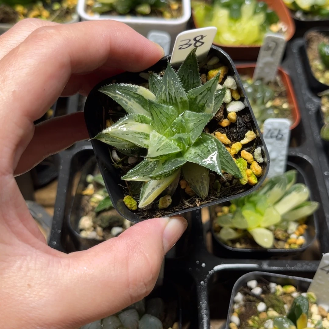 38实生寿锦一物一拍