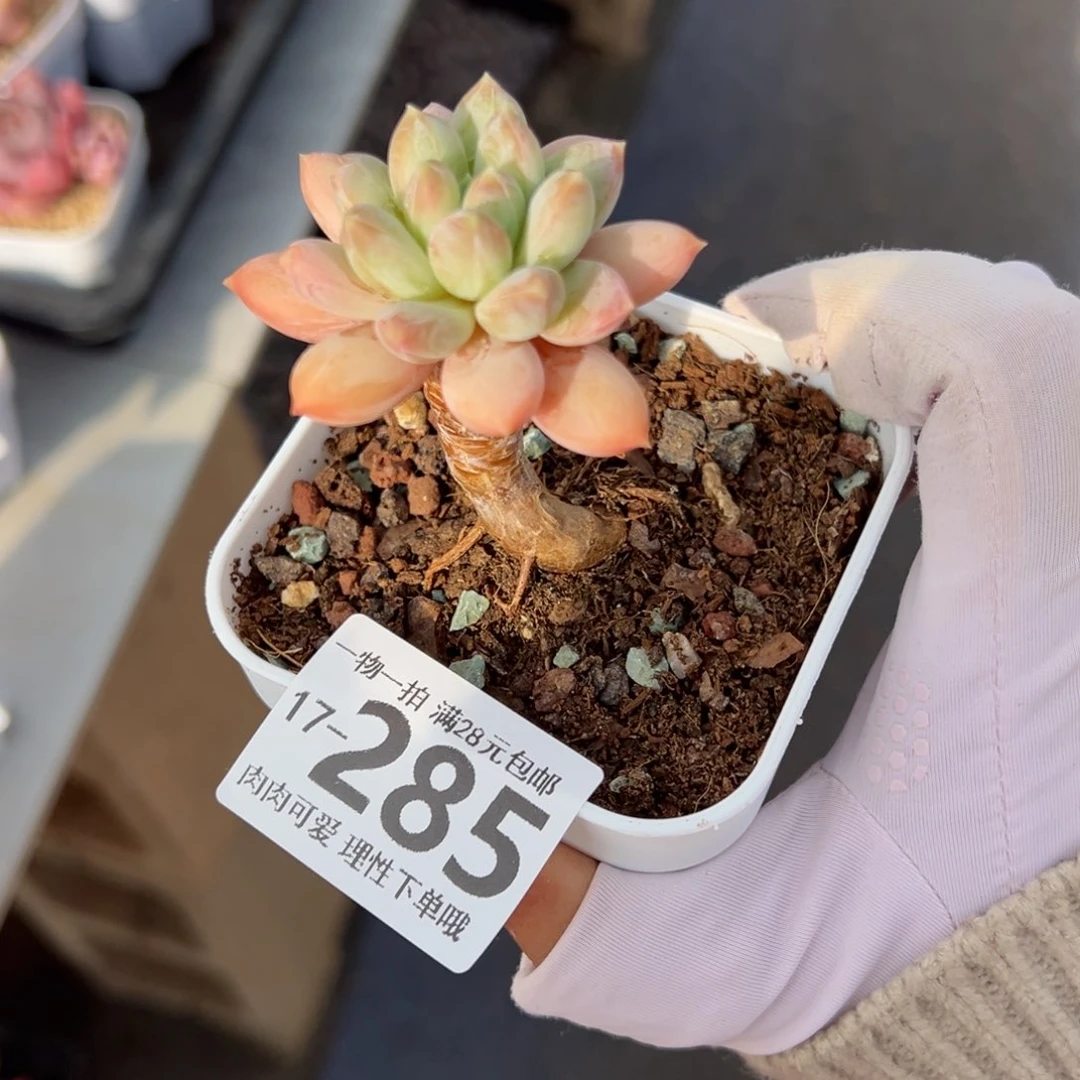 三色美人多肉多肉多肉