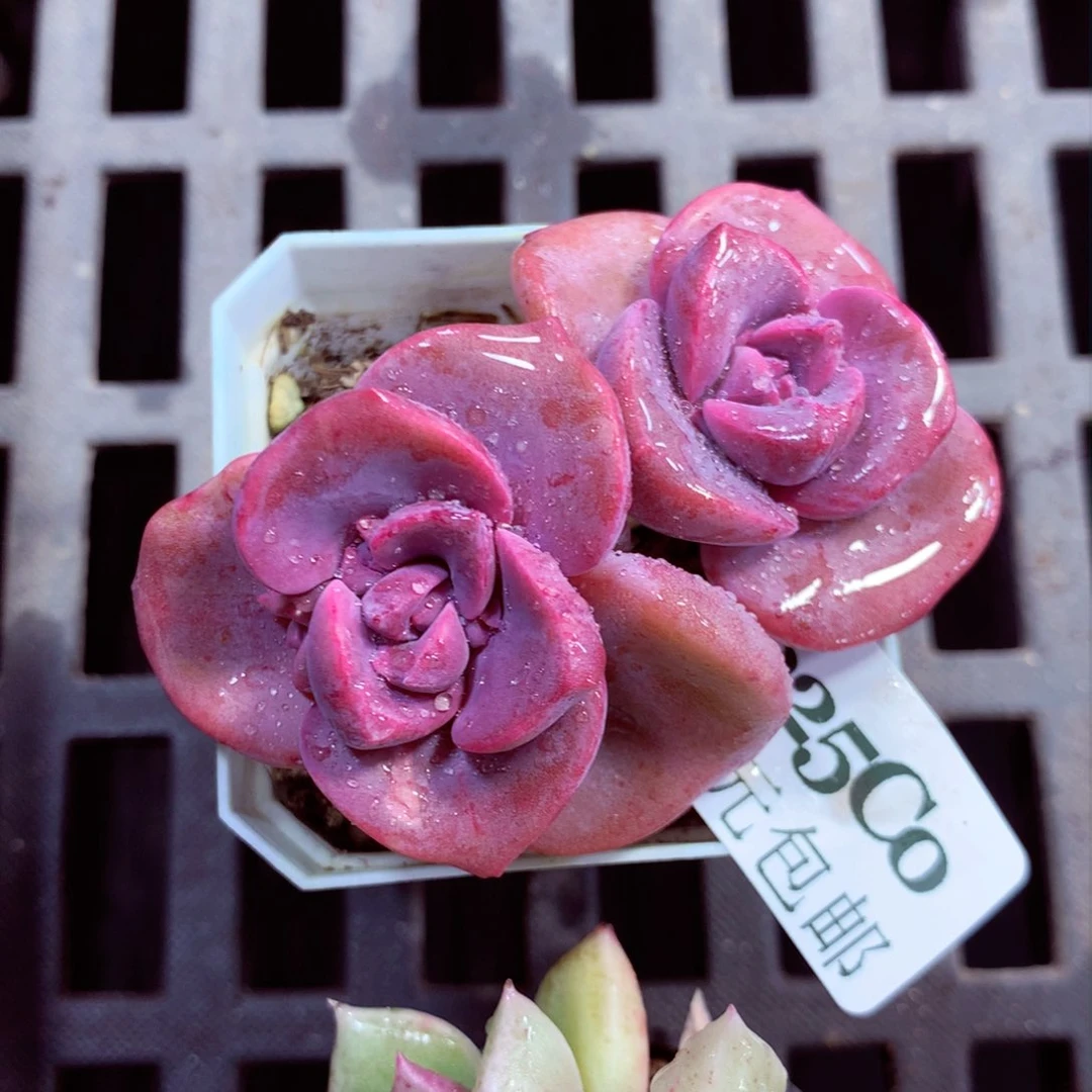 5厘米盆精控多肉225