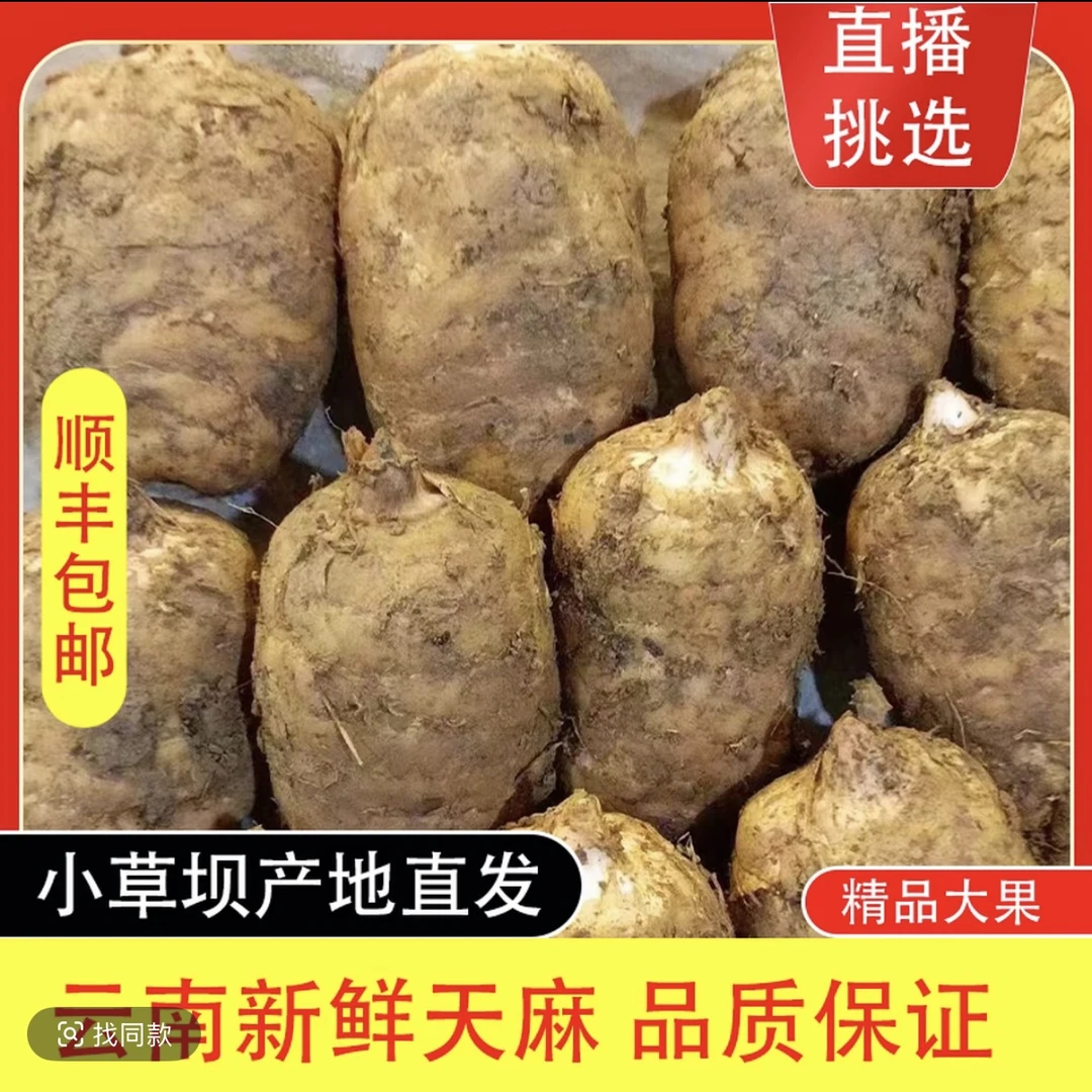 云南昭通小草坝新鲜乌天麻｜现挖现发｜炖汤软糯