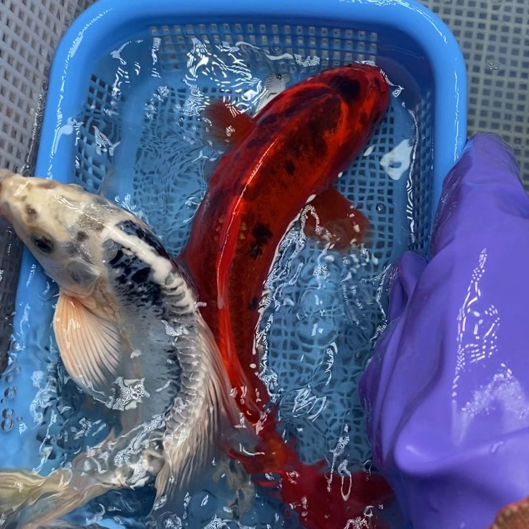 锦鲤冷水锦鲤包邮