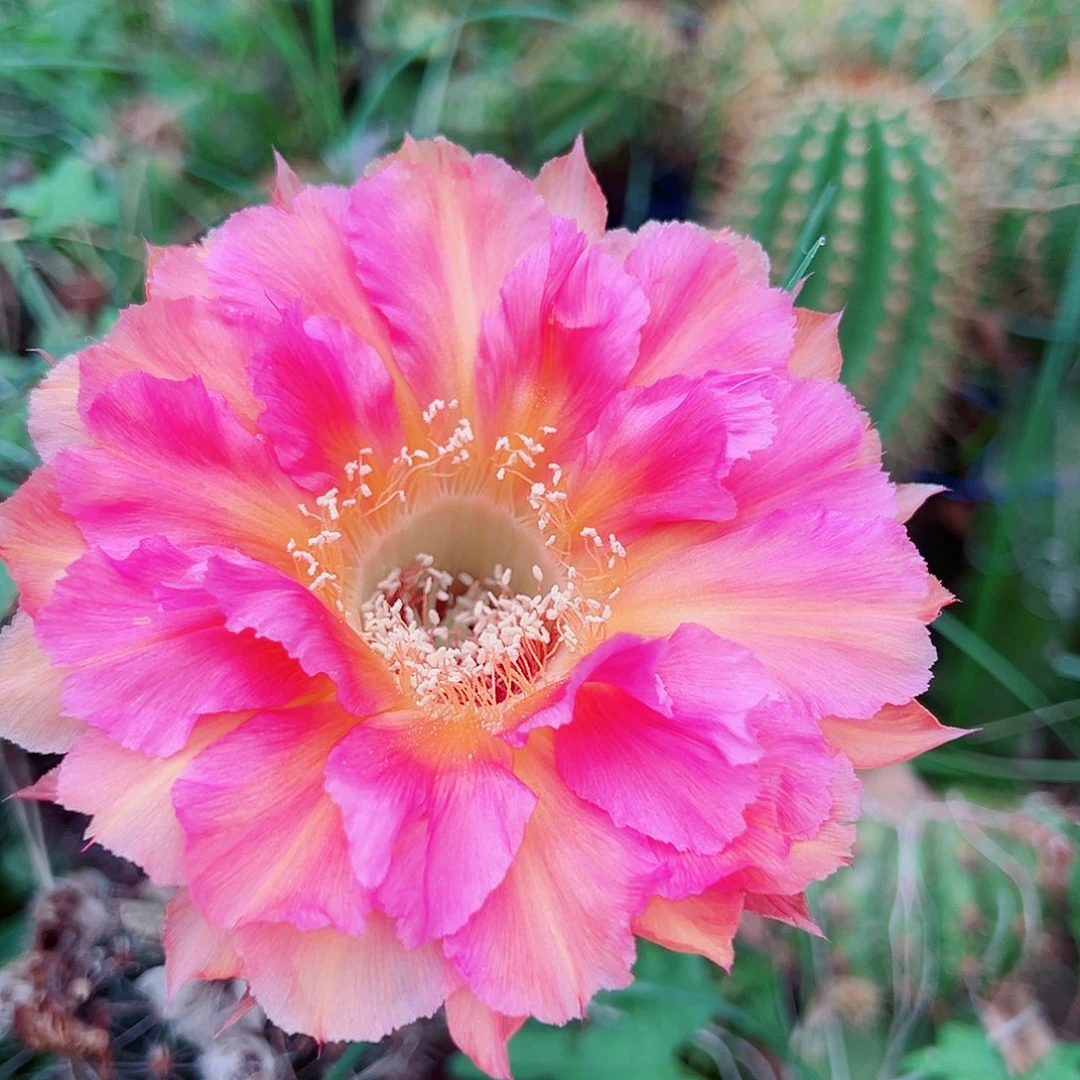 彩草 桃花眼 侧芽 满20包邮