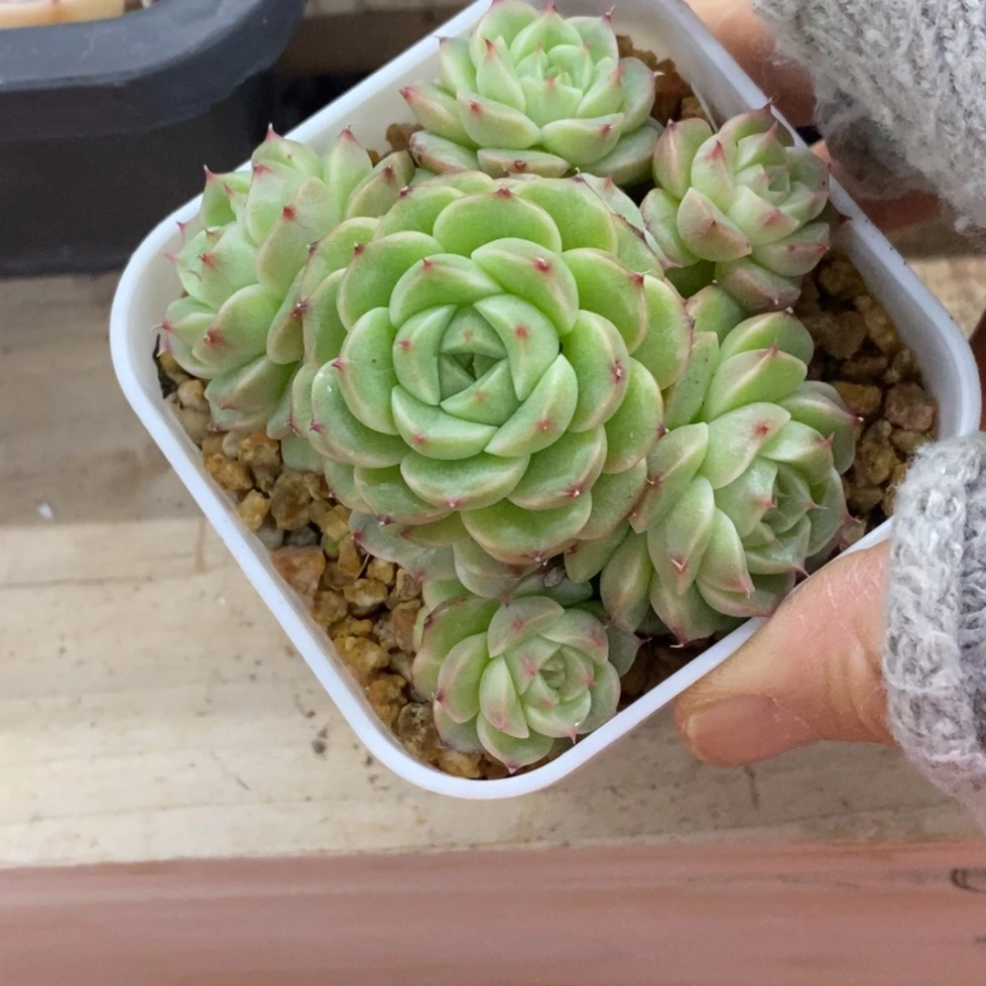 精品多肉一物一拍不包整48