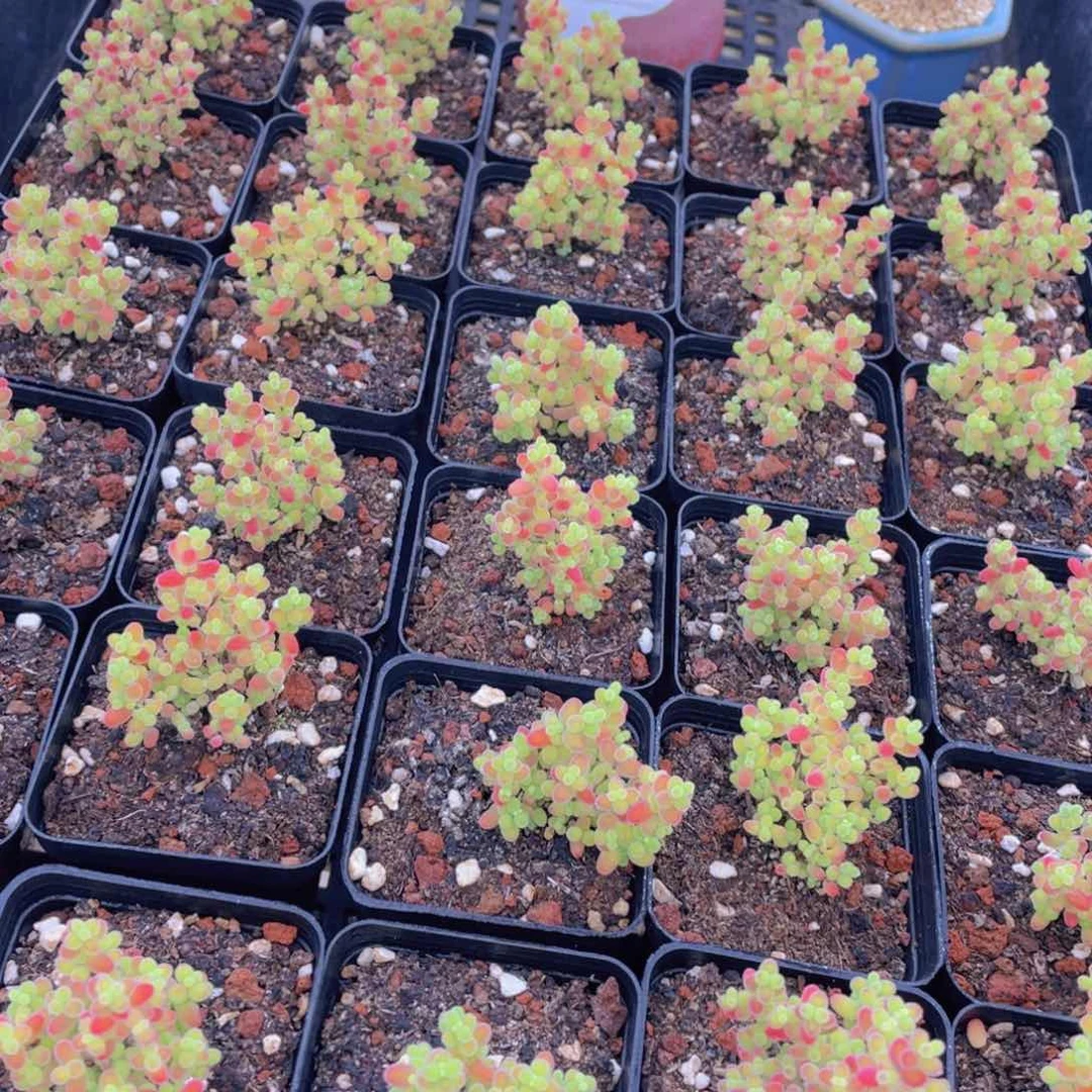 量拍58号 糖果色 蜜橘枝干小树造型老桩群一个